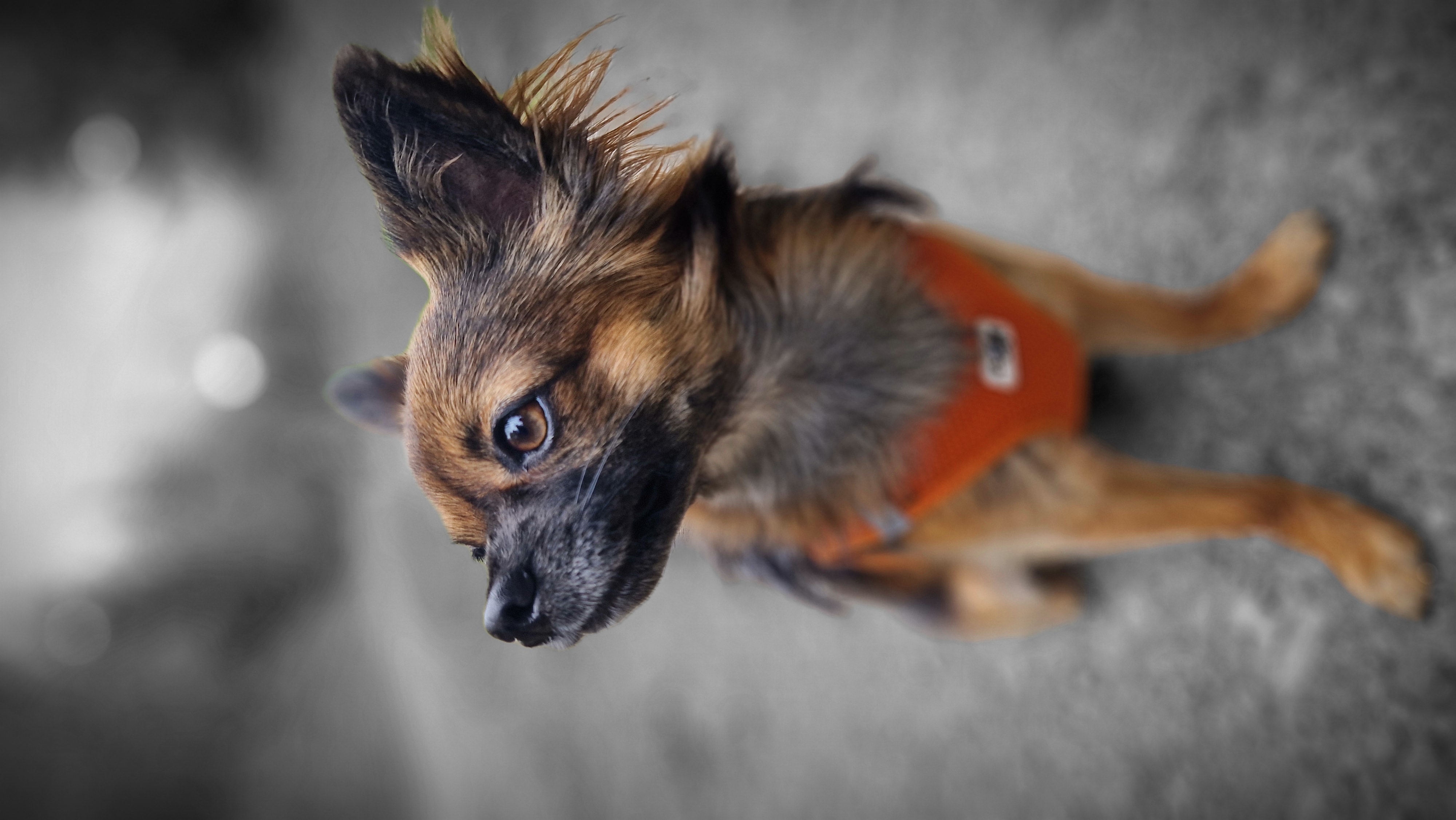 Dobby der bellende freie Hauself