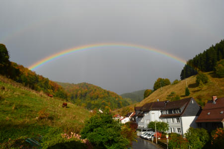 Rotes Höhenvieh (Rinder) unter Regenbogen auf der Lerbacher Bergwiese