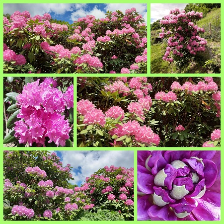 Unsere Rhododendren